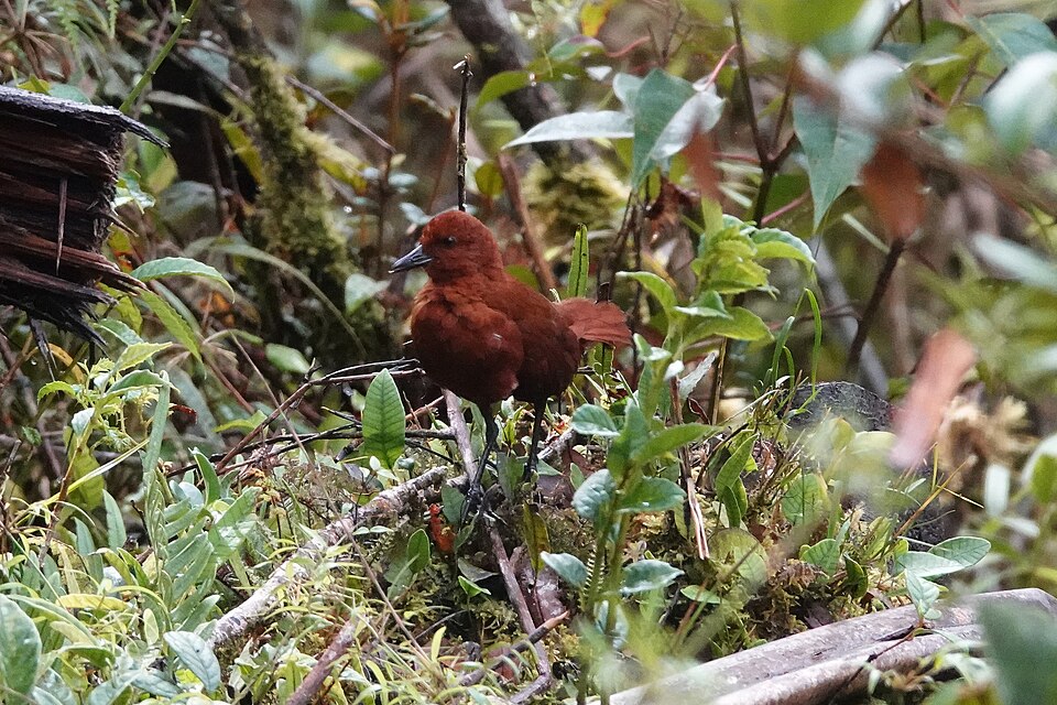 Chestnut Forest Rail