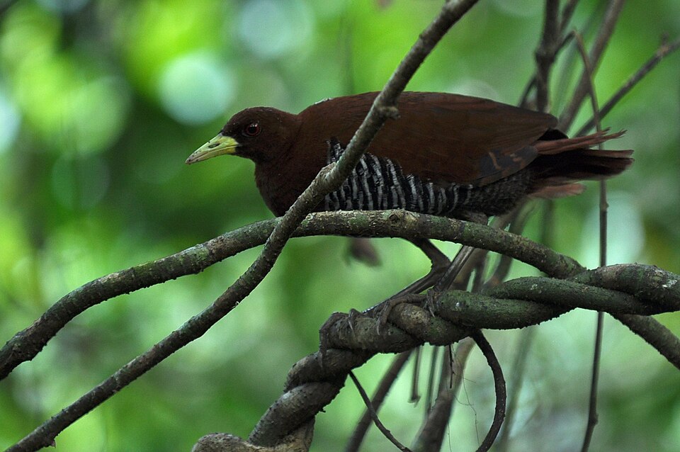 Andaman Crake