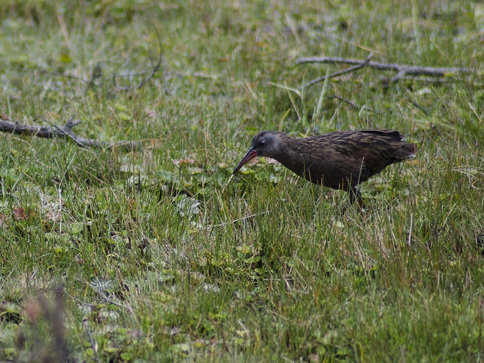 Ecuadorian Rail