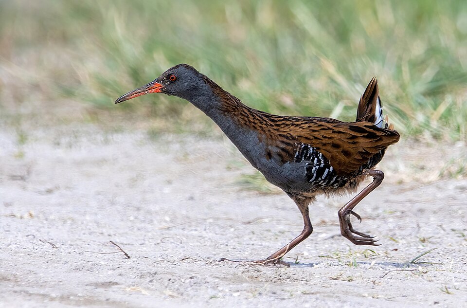 Water Rail