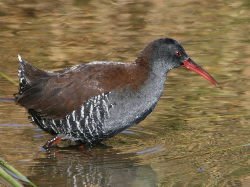 African Rail