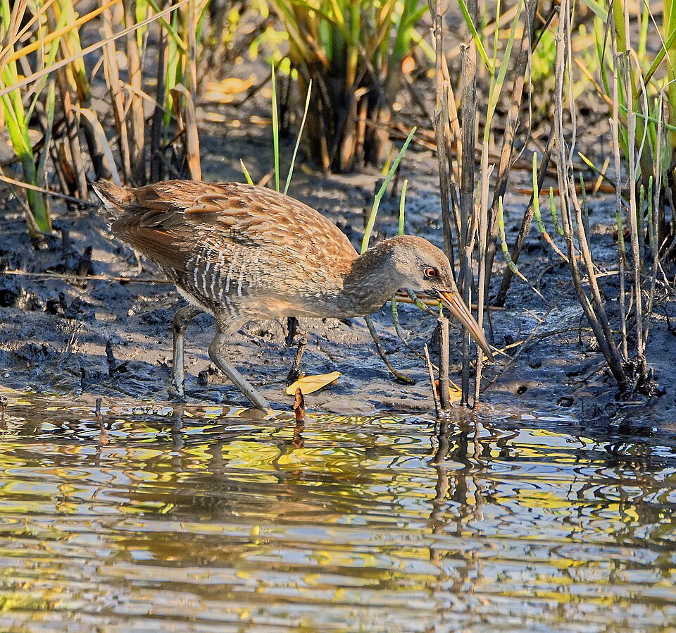 Clapper Rail