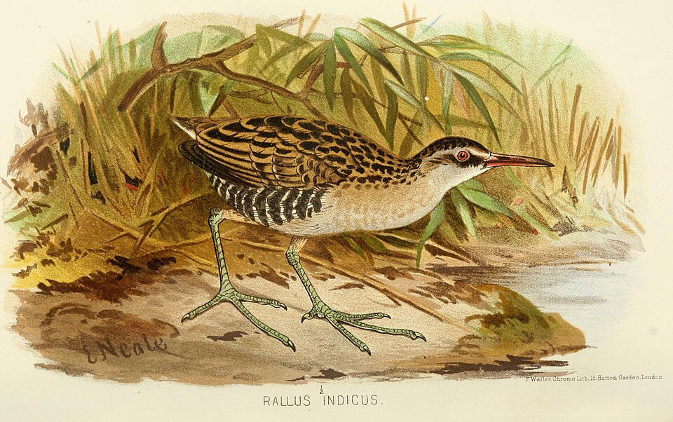 Brown-cheeked Rail