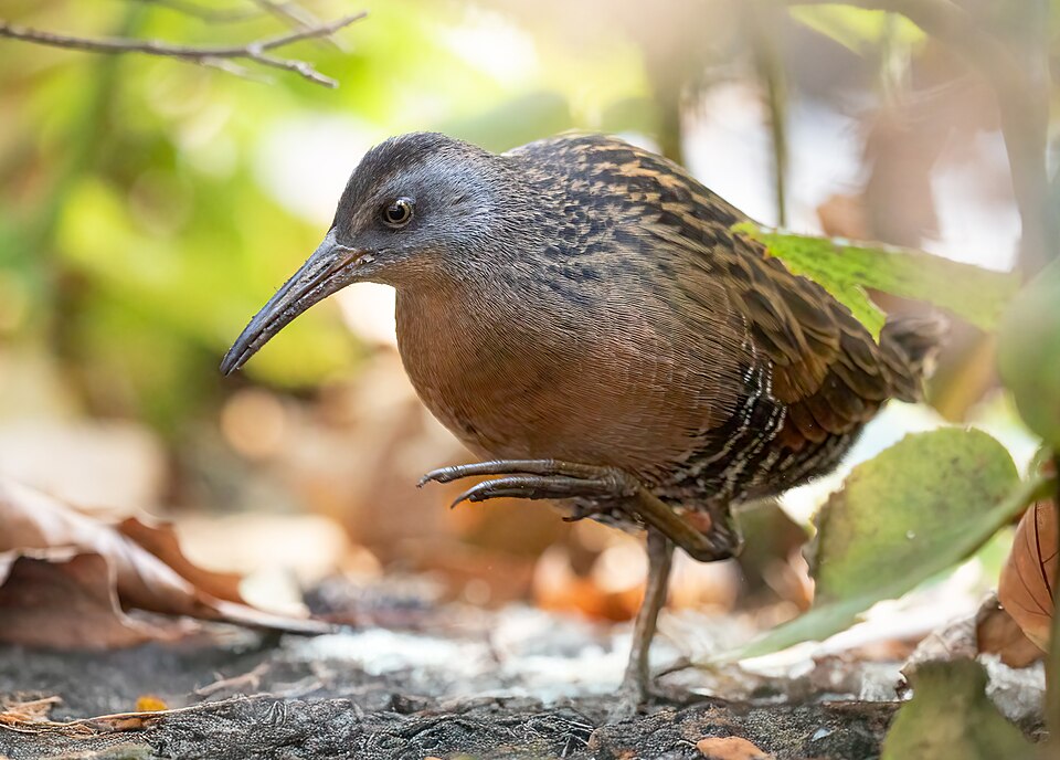 Virginia Rail