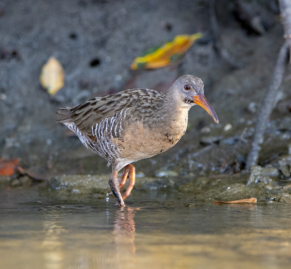 Mangrove Rail