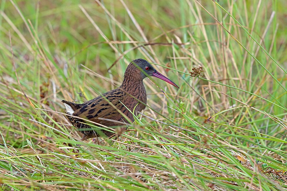 Madagascar Rail
