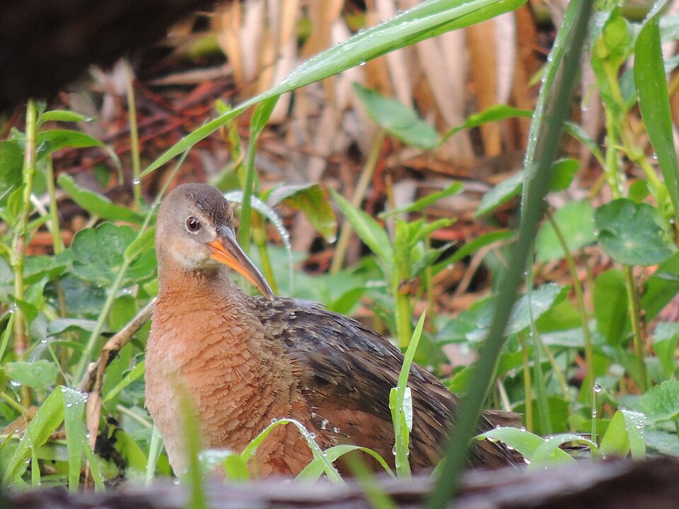 Aztec Rail
