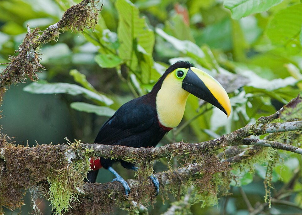 Choco Toucan