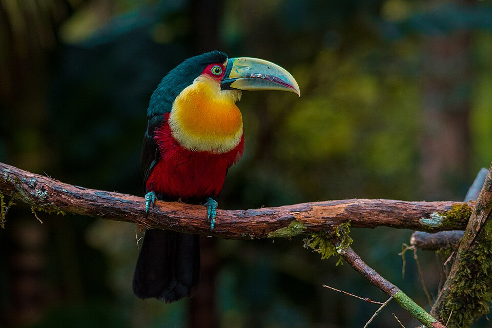 Green-billed Toucan
