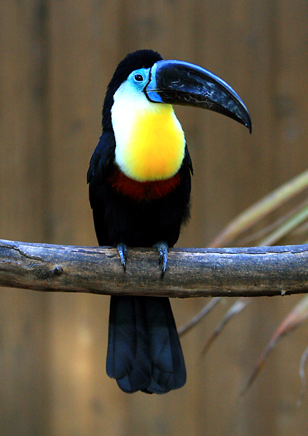 Channel-billed Toucan