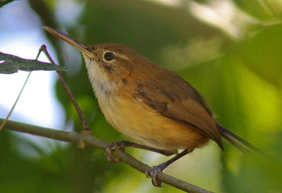 Trilling Gnatwren