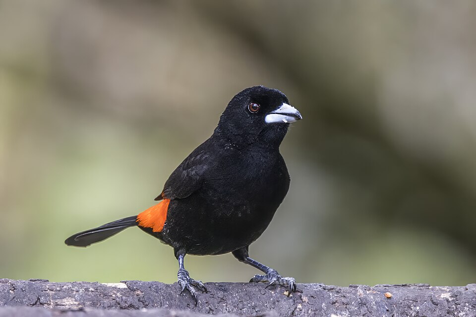 Lemon-rumped Tanager