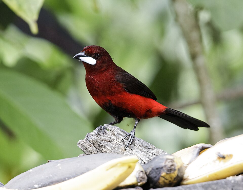Huallaga Tanager