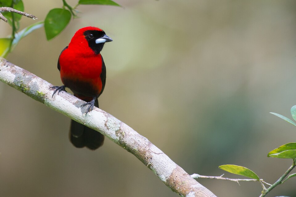 Masked Crimson Tanager