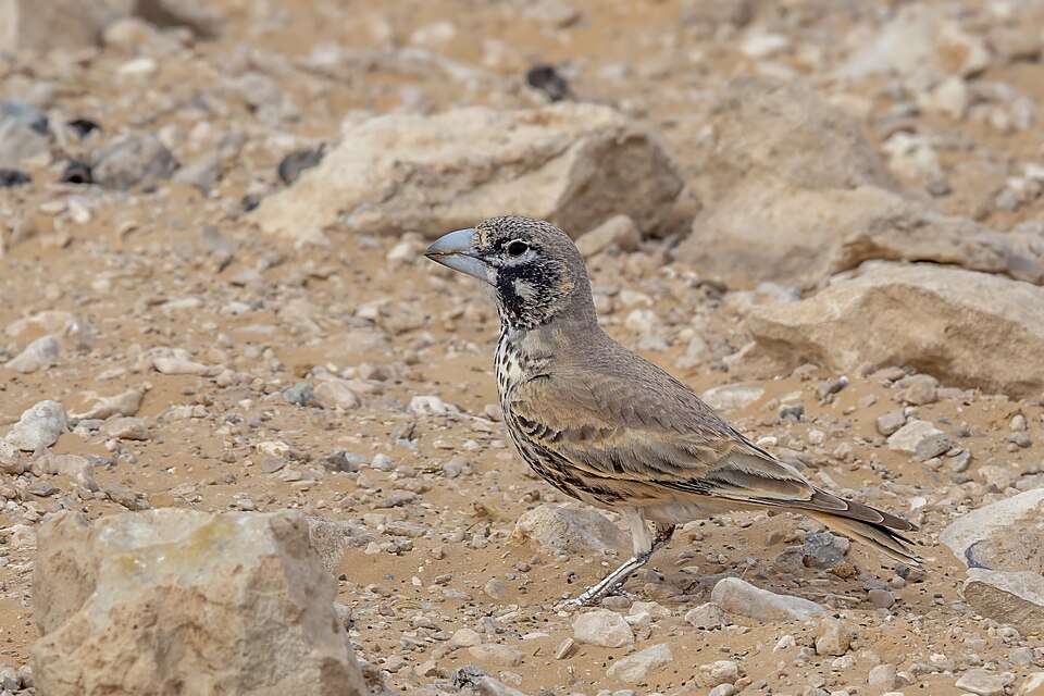 Thick-billed Lark