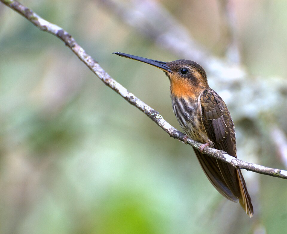Saw-billed Hermit