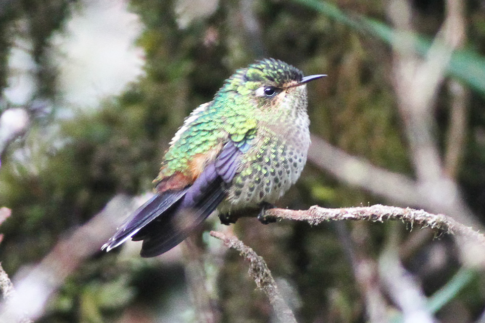 Purple-backed Thornbill