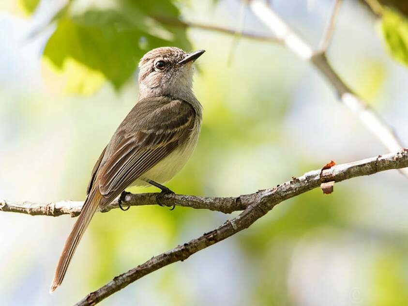 Flammulated Flycatcher