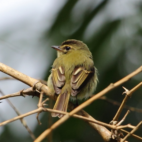 Large-headed Flatbill
