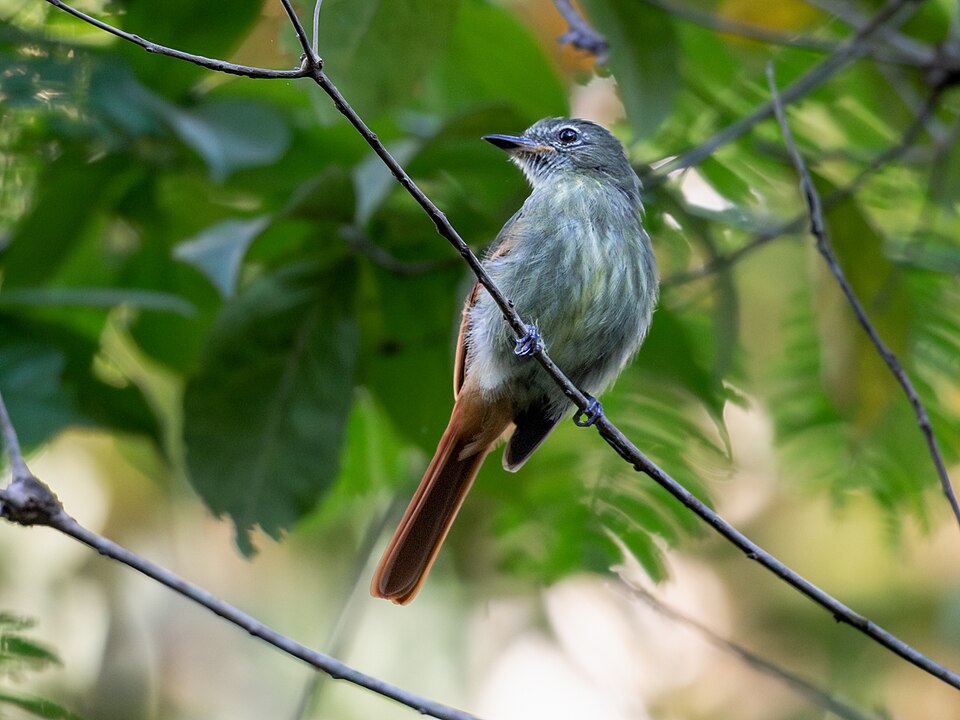 Rufous-tailed Flatbill