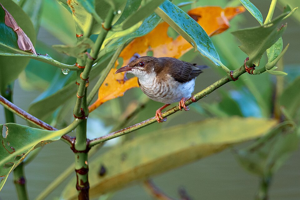 Brown-backed Honeyeater