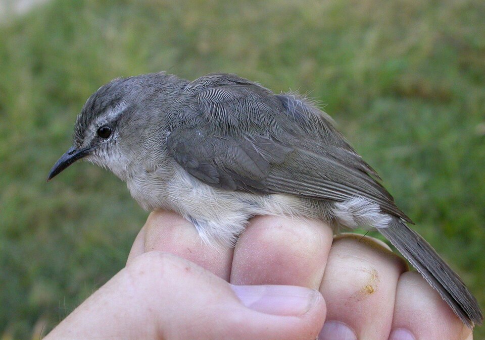 Rand's Warbler
