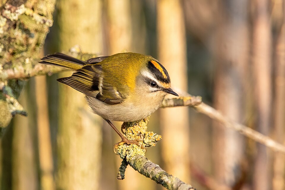 Common Firecrest