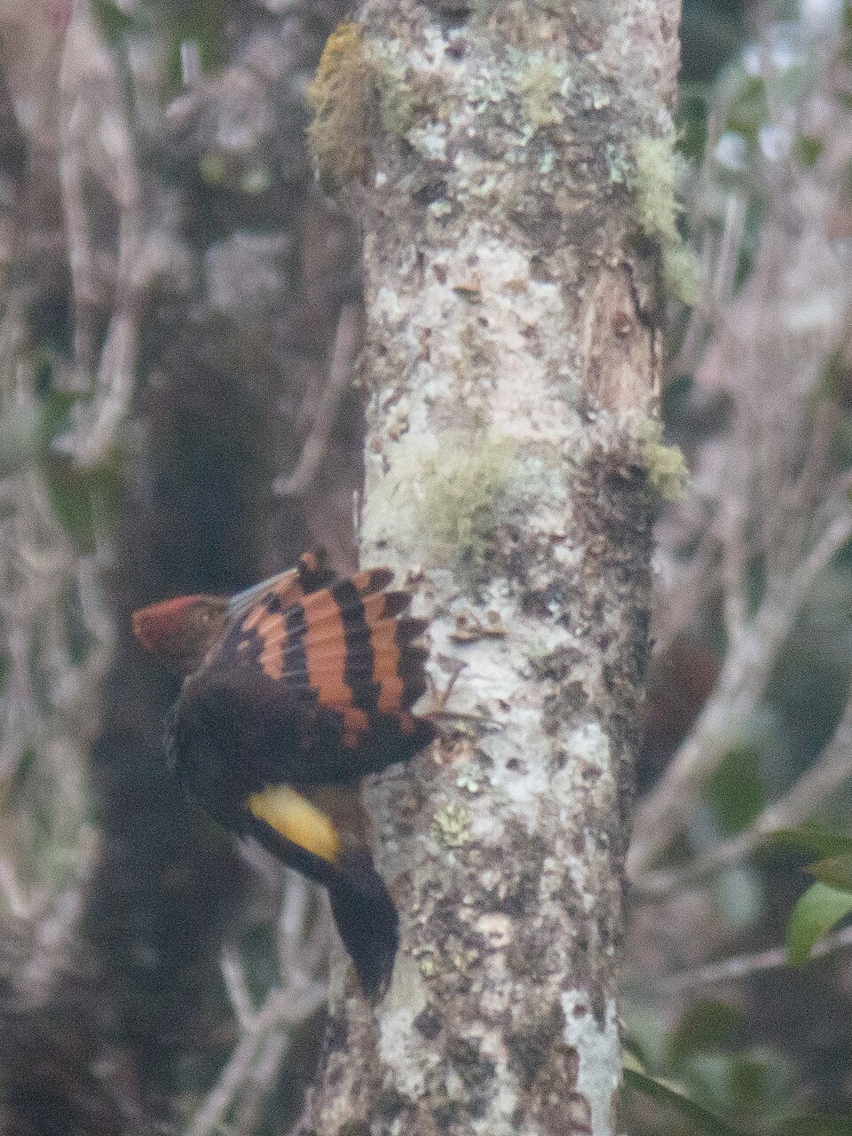 Orange-backed Woodpecker