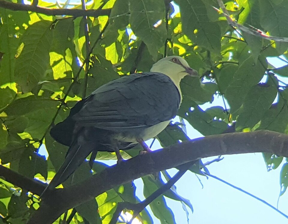 Pied Cuckoo-Dove