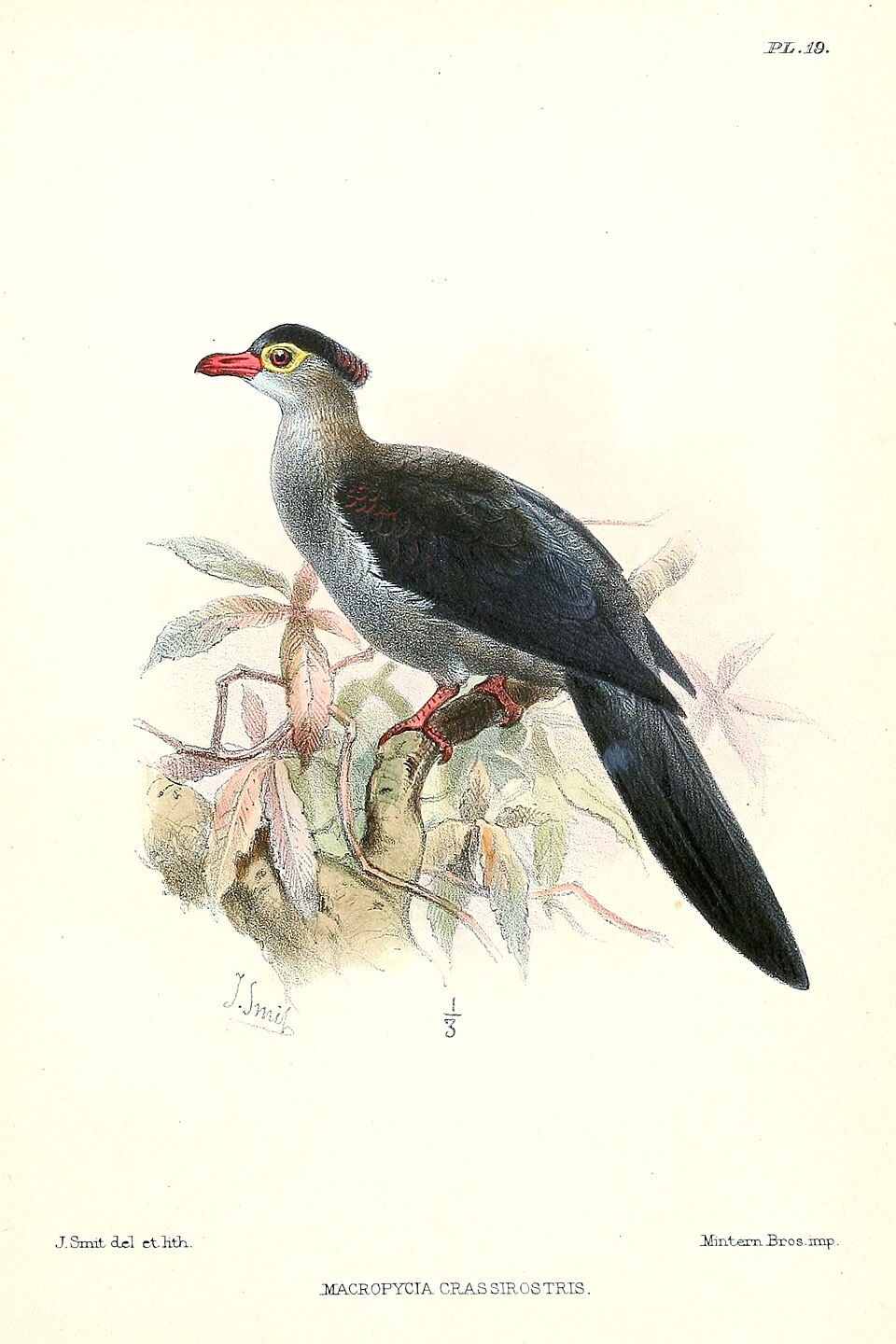 Crested Cuckoo-Dove