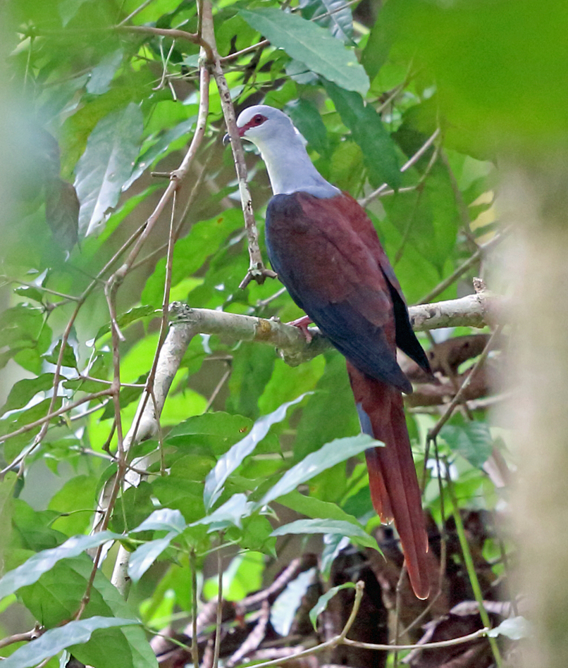 Great Cuckoo-Dove