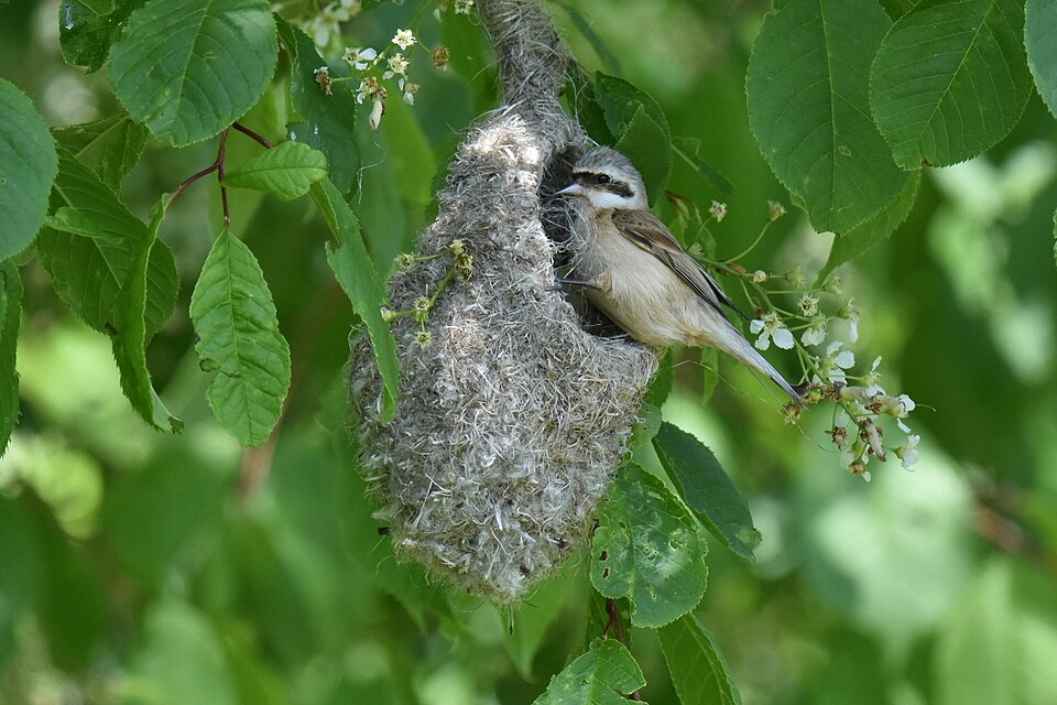 Chinese Penduline Tit