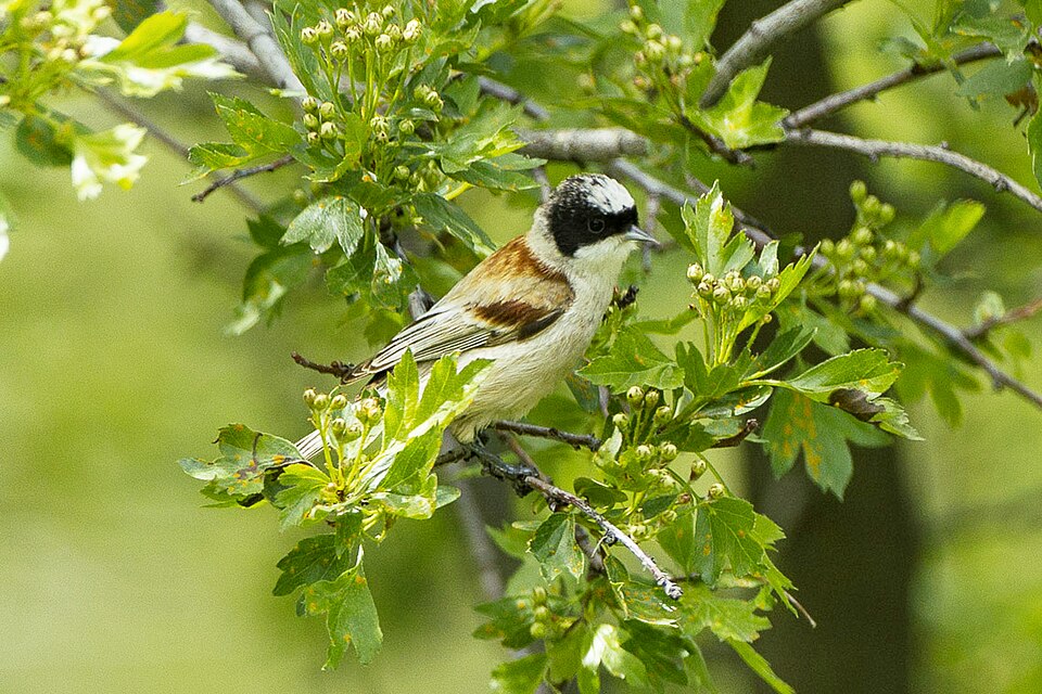 White-crowned Penduline Tit