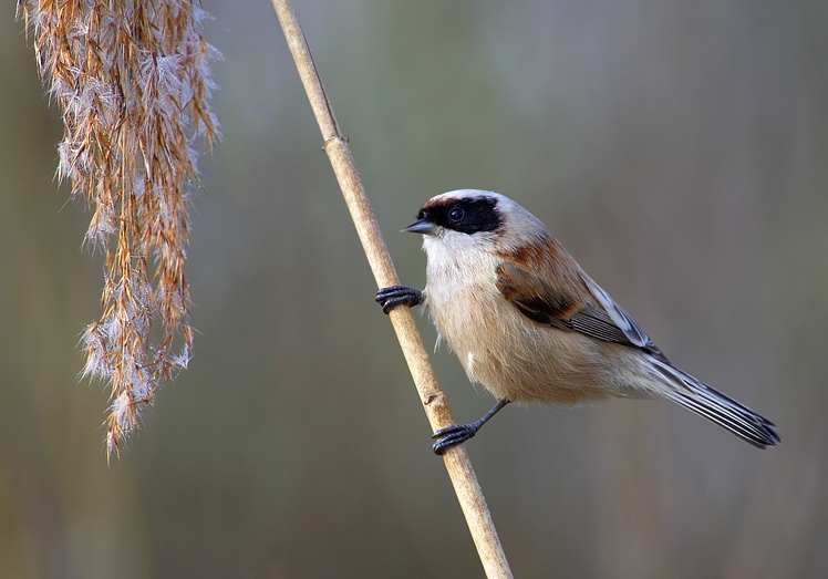 Eurasian Penduline Tit