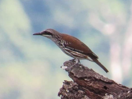 Grand Rhabdornis