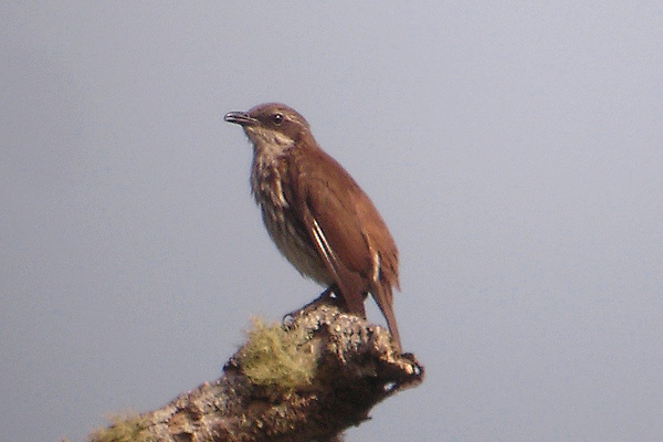 Stripe-breasted Rhabdornis