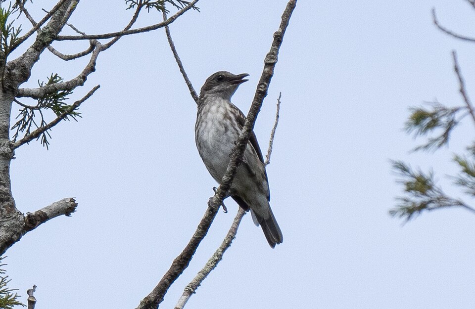 Visayan Rhabdornis