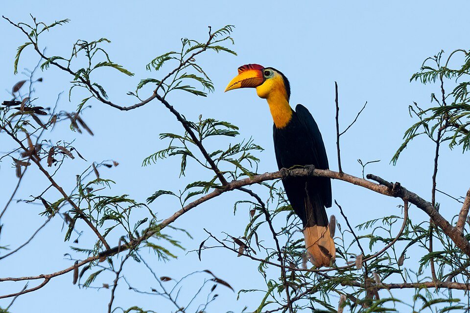 Wrinkled Hornbill