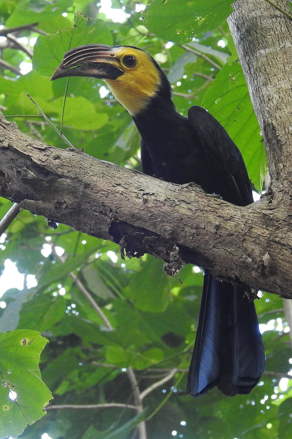 Sulawesi Hornbill