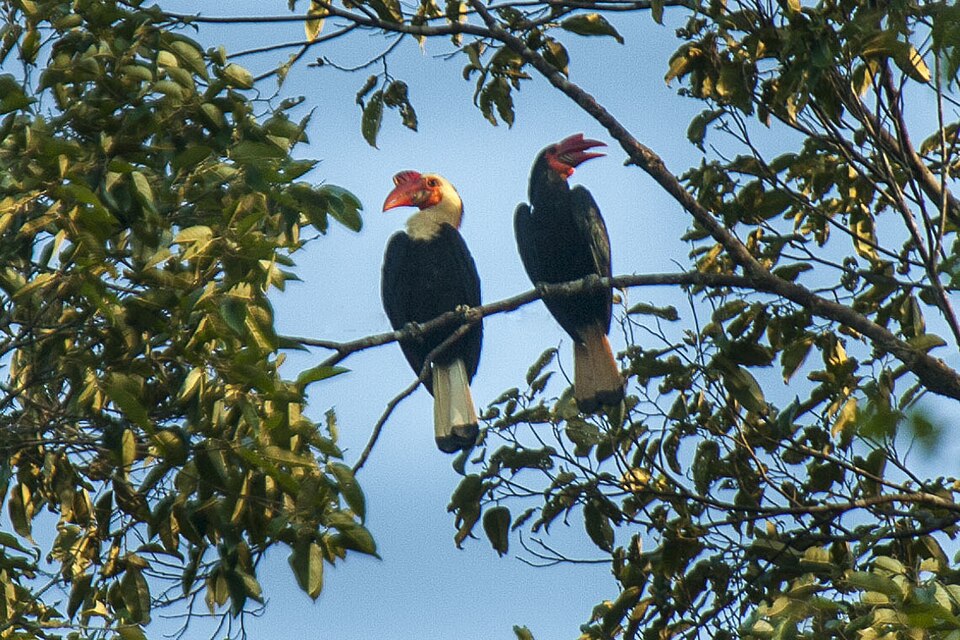 Writhed Hornbill