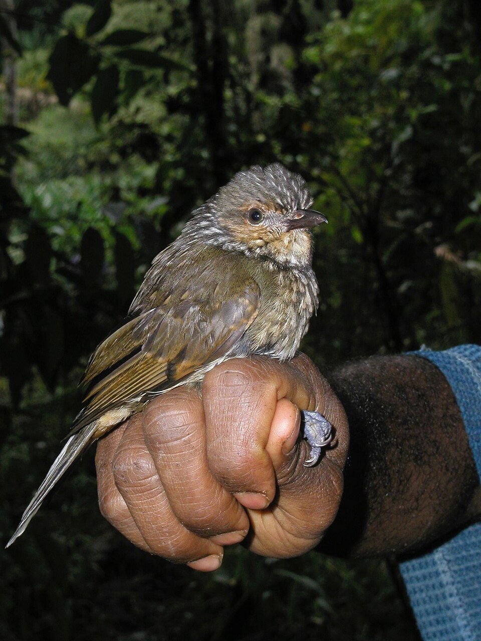 Mottled Berryhunter