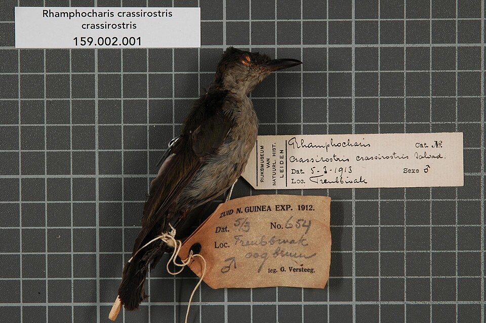 Thick-billed Berrypecker