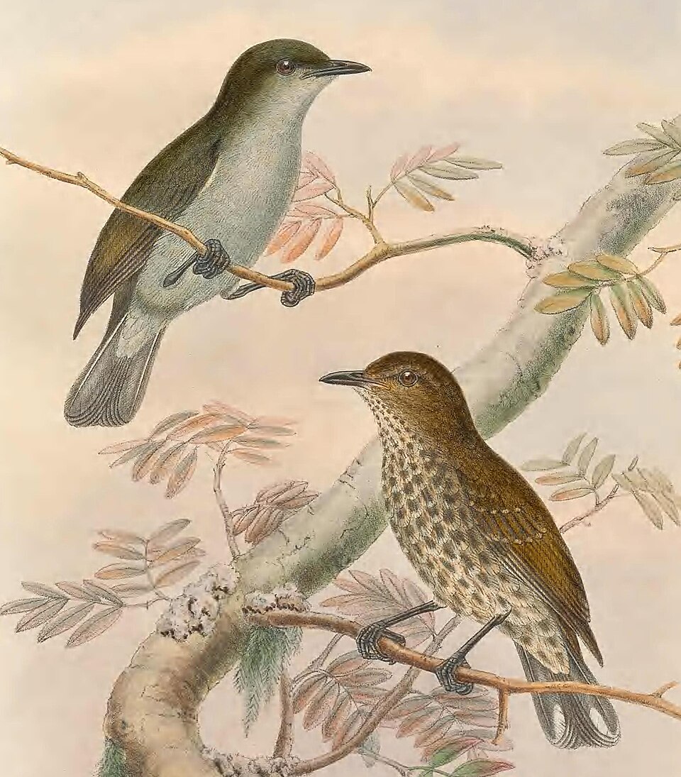 Spotted Berrypecker