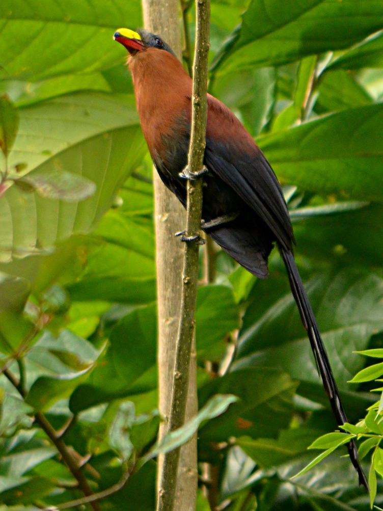Yellow-billed Malkoha