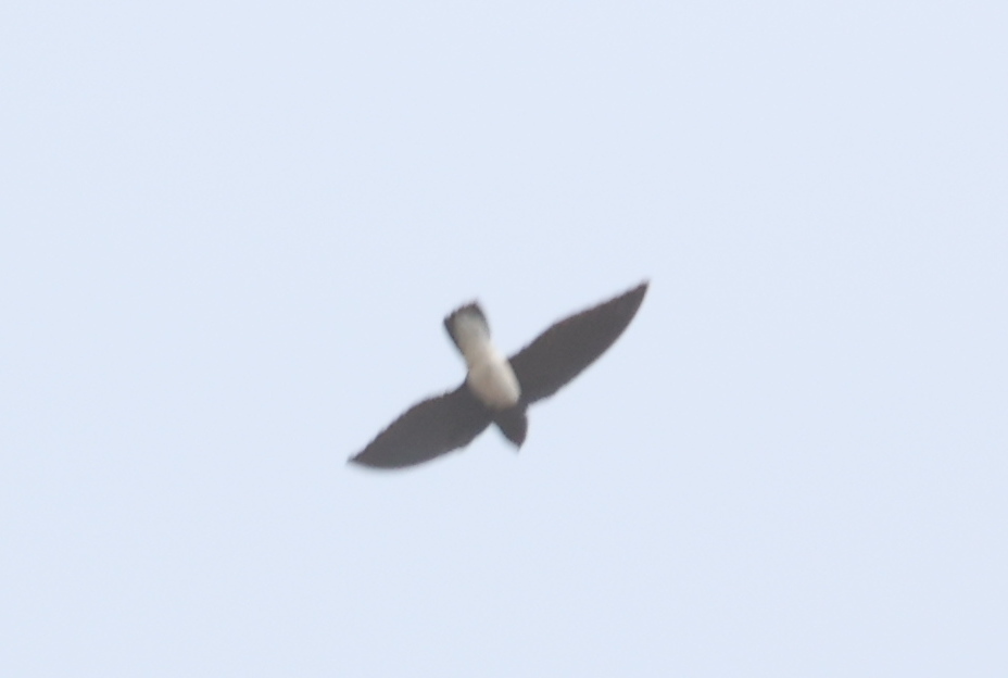 Sabine's Spinetail