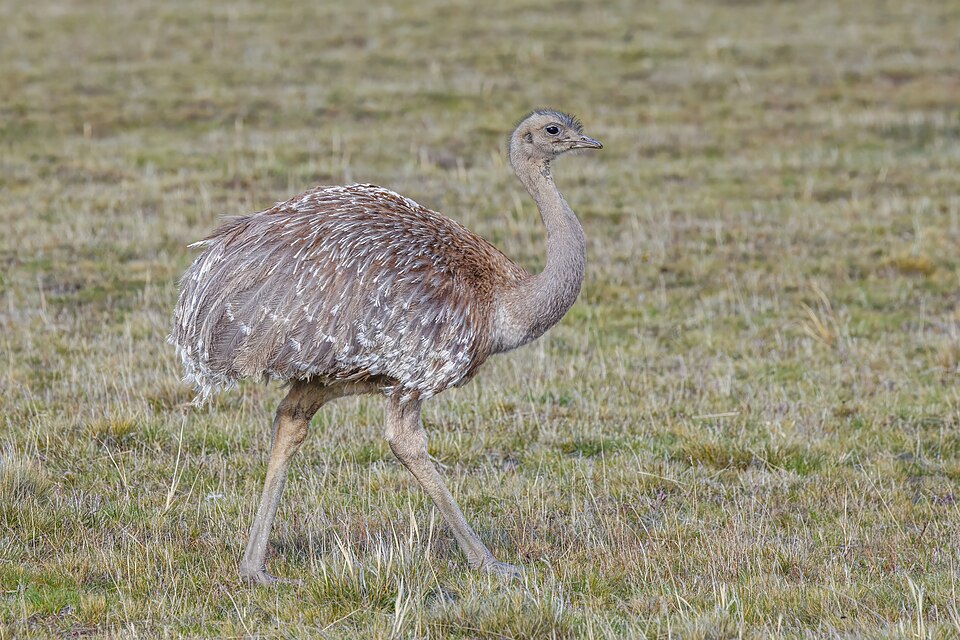 Lesser Rhea