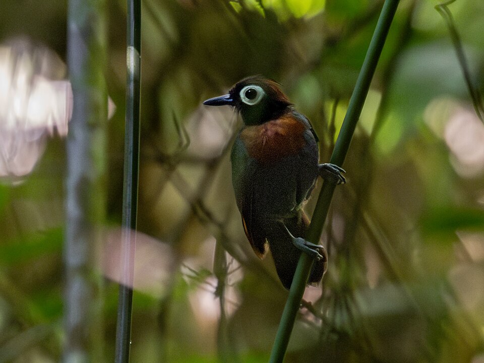 Harlequin Antbird