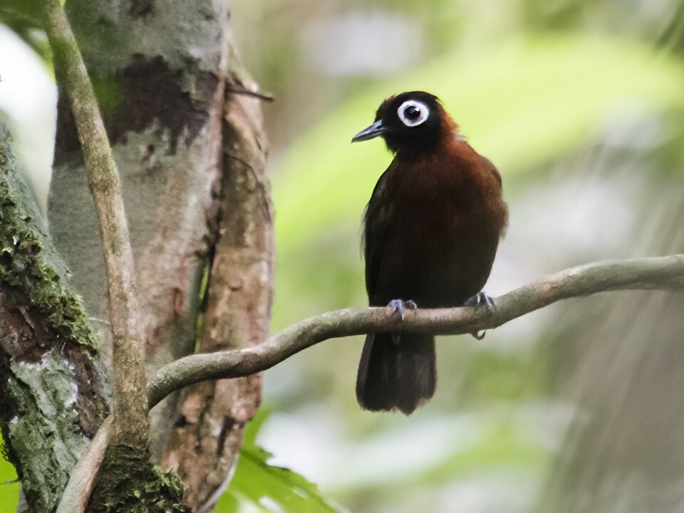 Chestnut-crested Antbird