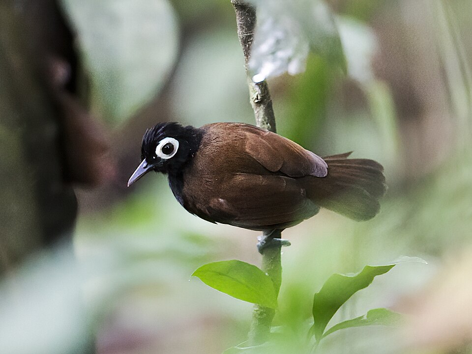 Bare-eyed Antbird