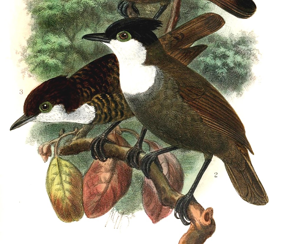 White-breasted Antbird